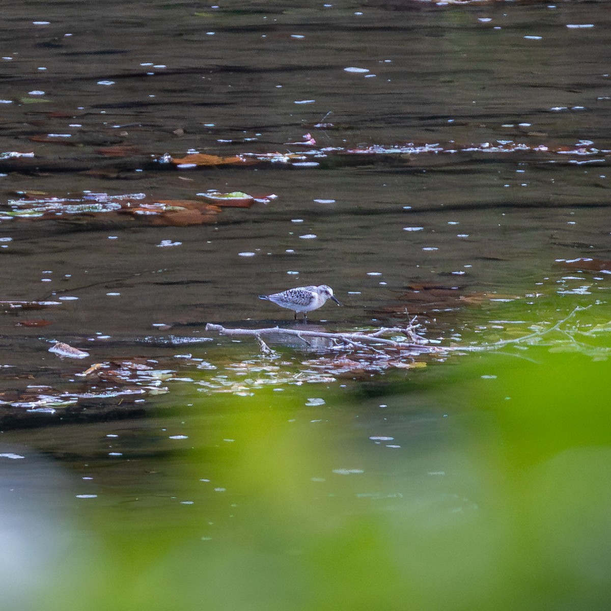 Sanderling - ML641510423