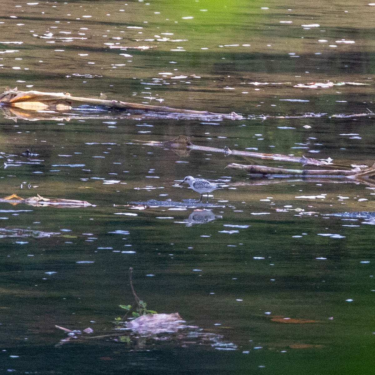 Sanderling - ML641510442