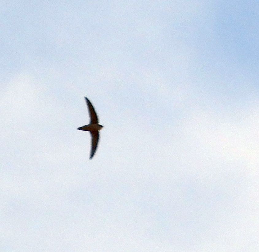 Vaux's Swift - ML641510464