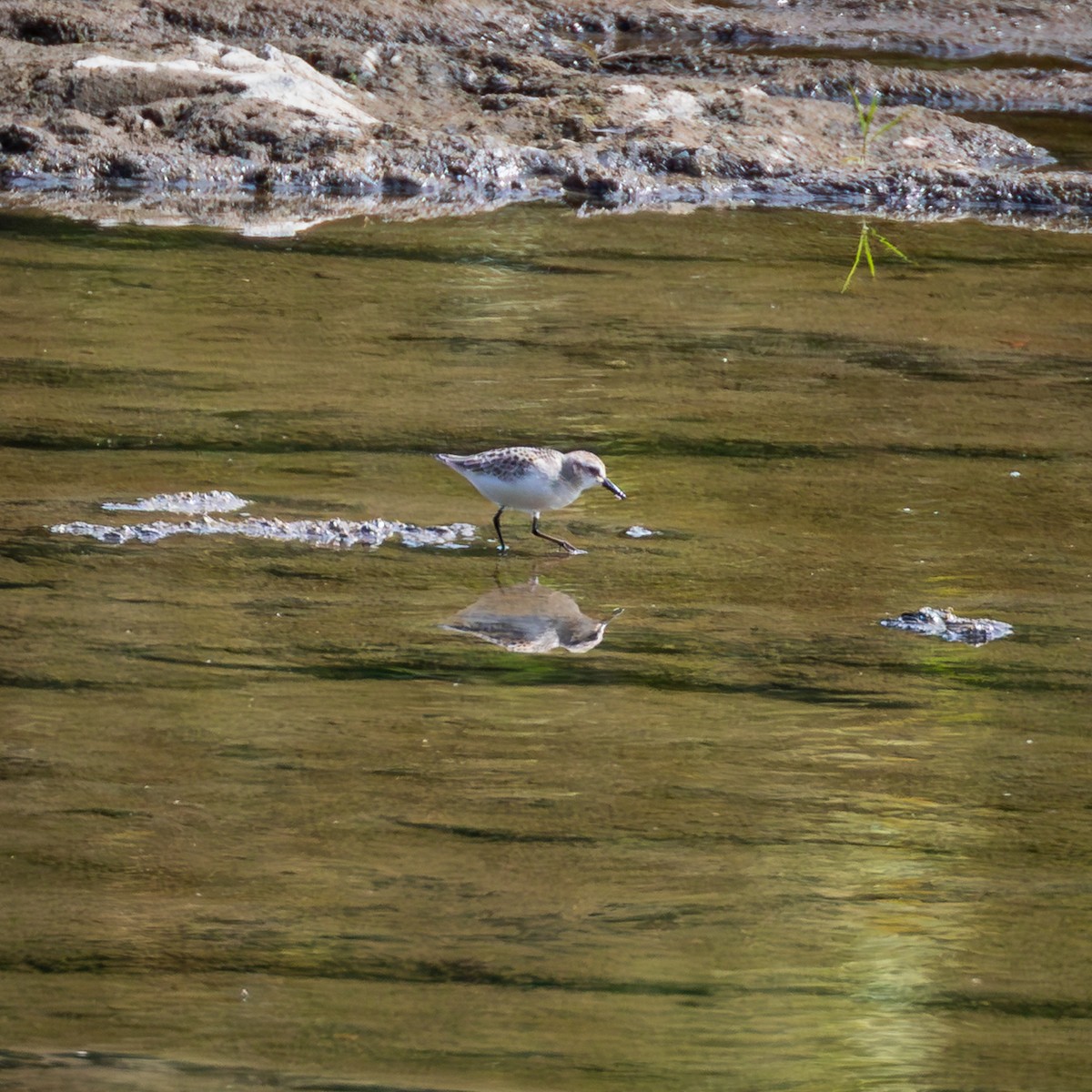 Semipalmated Sandpiper - ML641510470