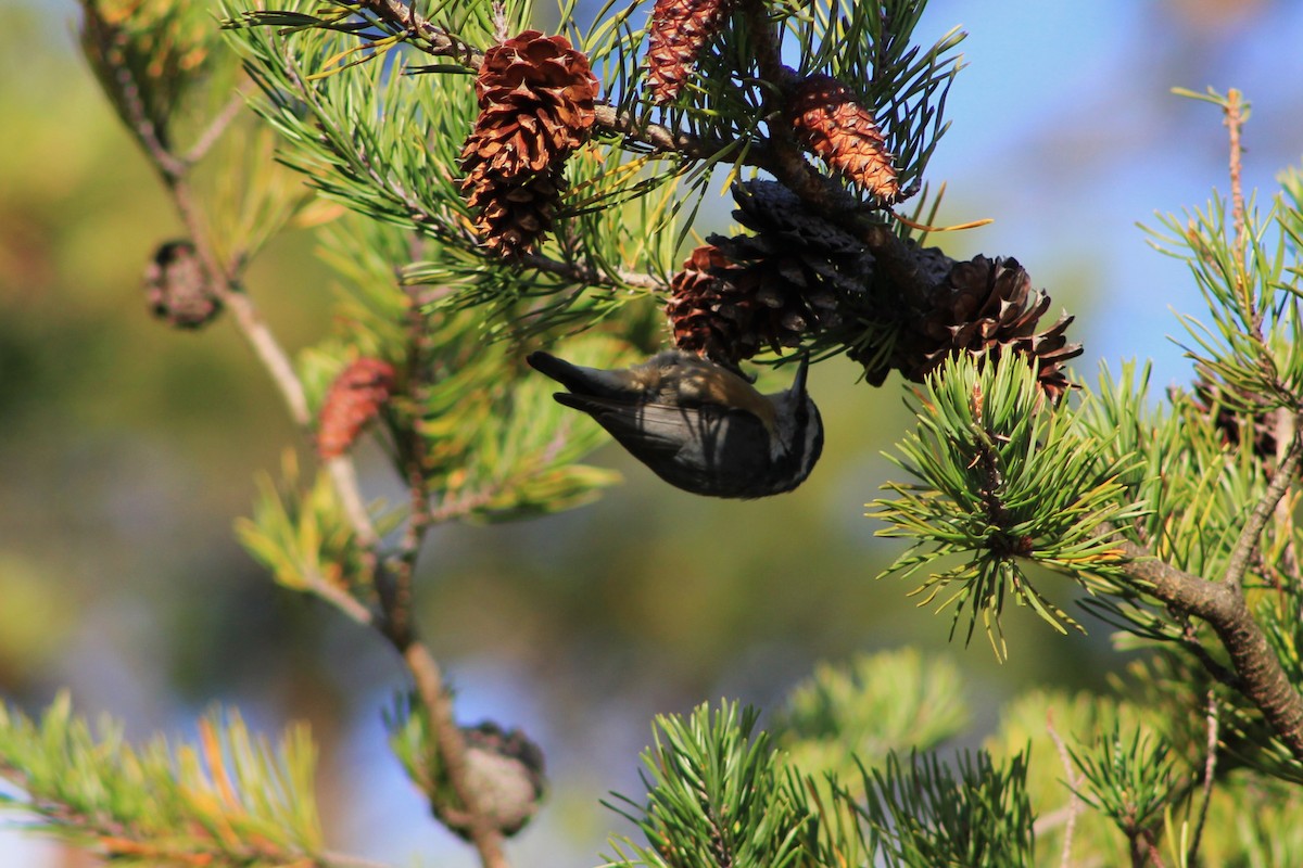 Red-breasted Nuthatch - ML641510493