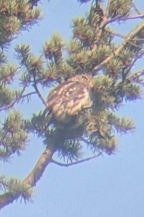 Northern Pygmy-Owl - ML641510528