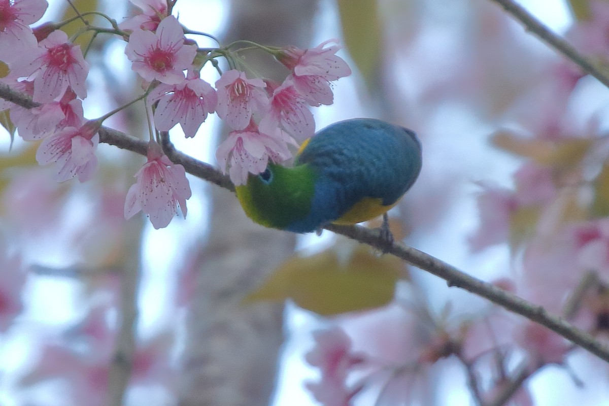 ミドリフウキンチョウ - ML641510556