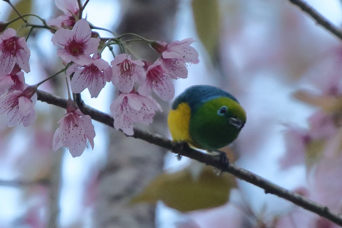 ミドリフウキンチョウ - ML641510557