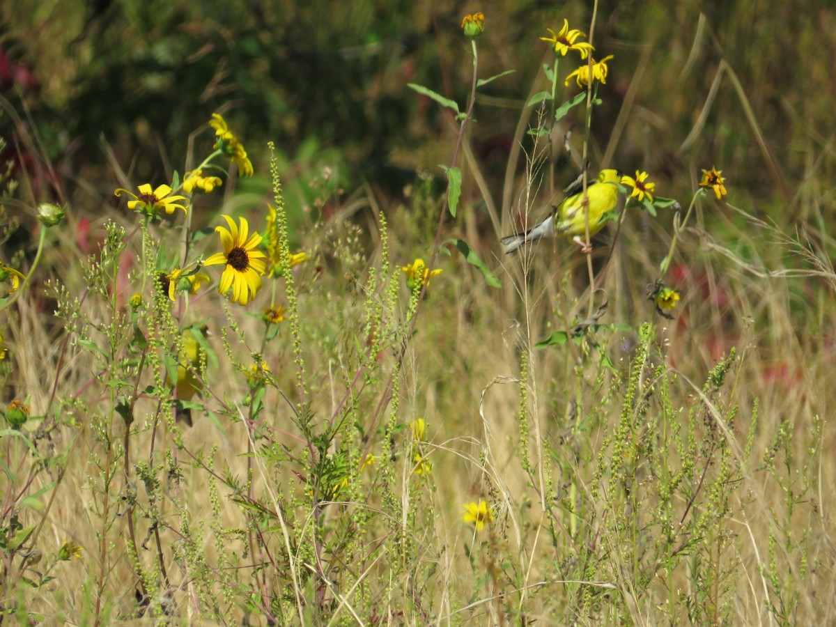 American Goldfinch - ML641510606