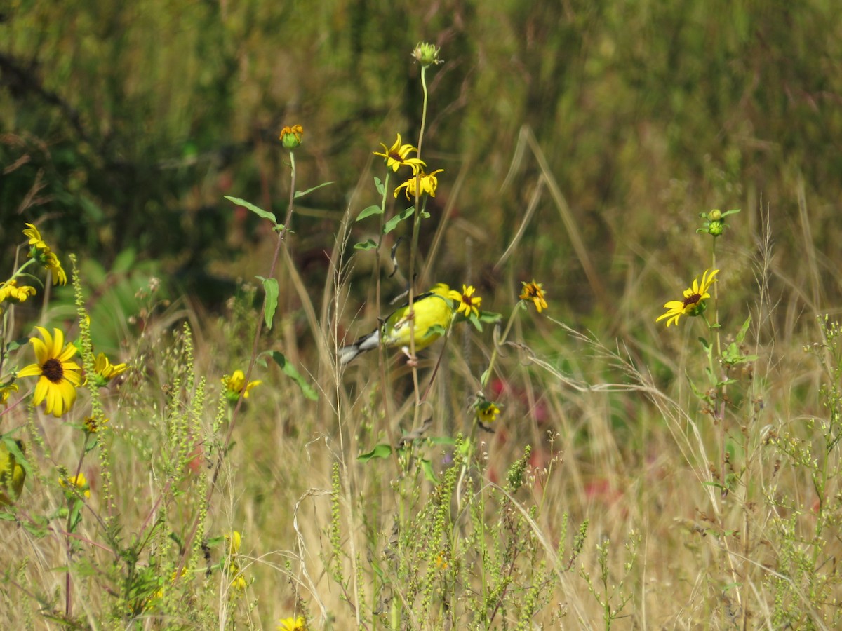 American Goldfinch - ML641510608
