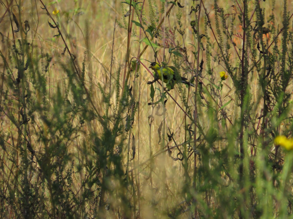 American Goldfinch - ML641510609