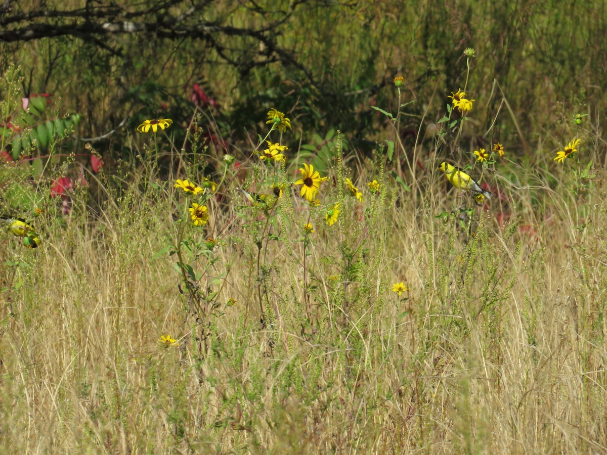 American Goldfinch - ML641510610