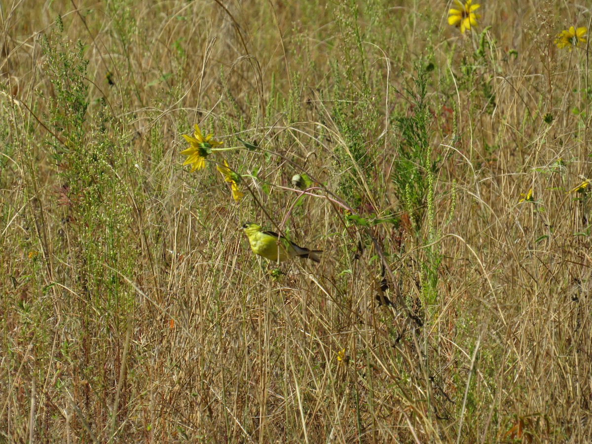 American Goldfinch - ML641510611