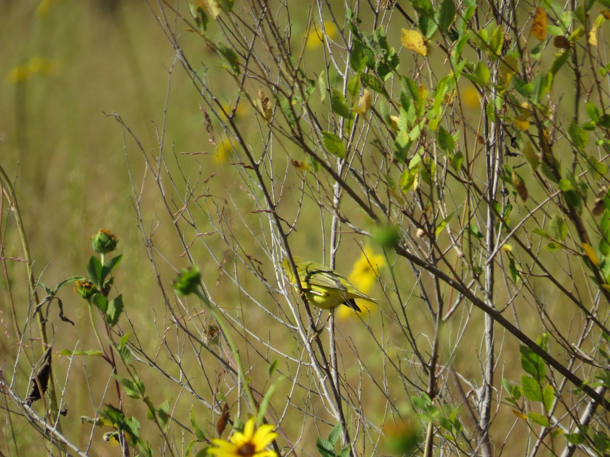 Yellow Warbler - ML641510634
