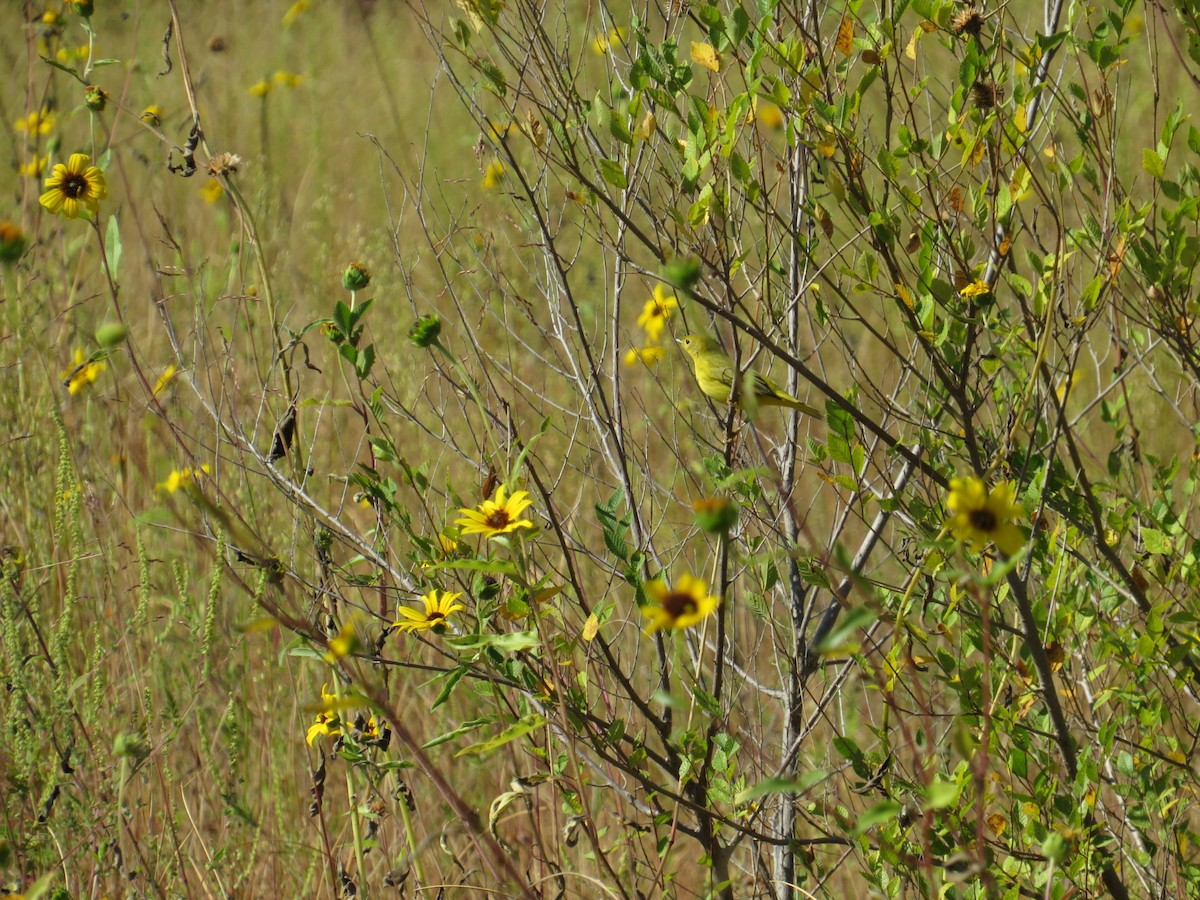 Yellow Warbler - ML641510635