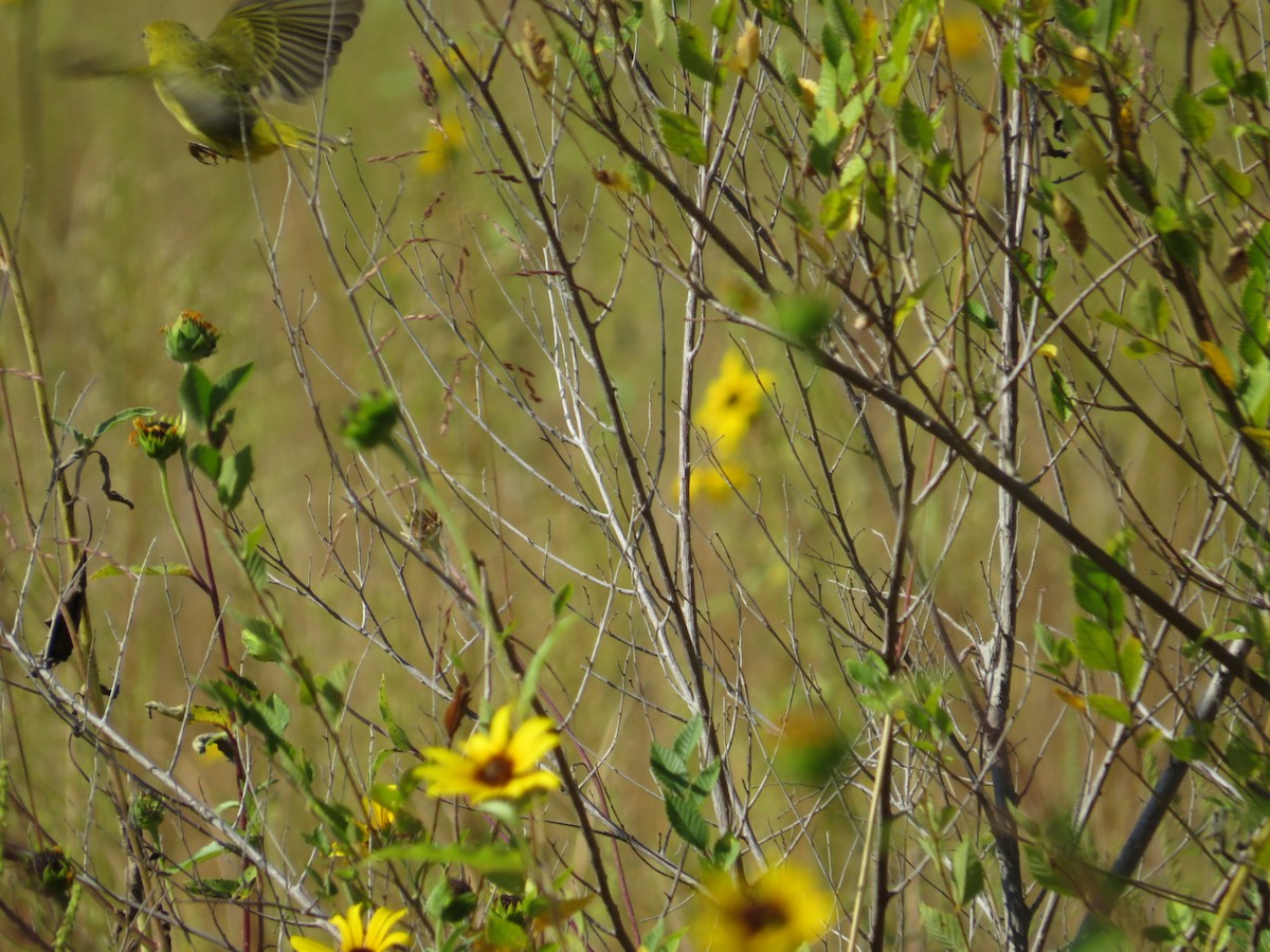 Yellow Warbler - ML641510636