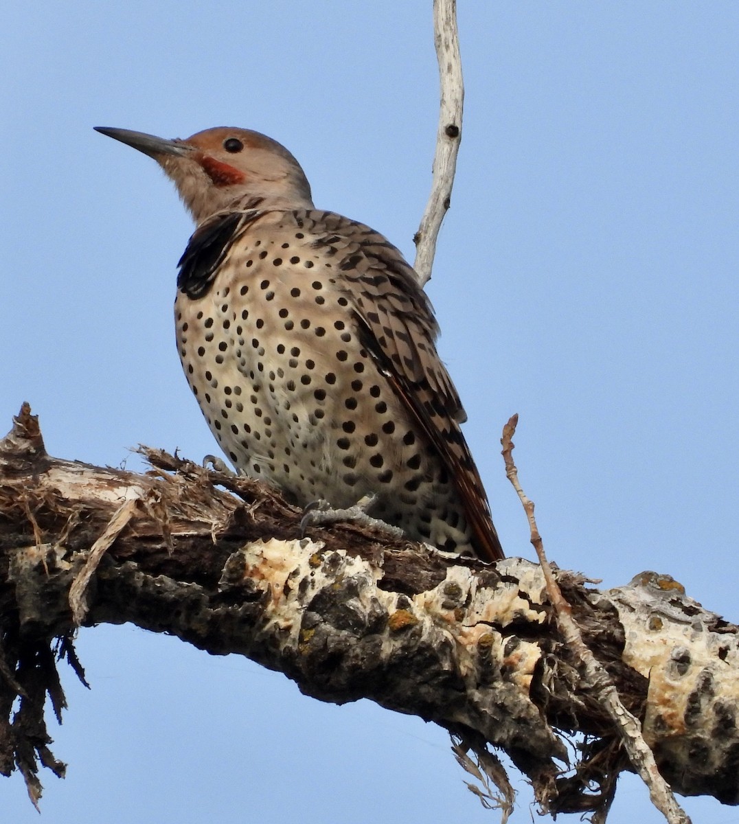 Northern Flicker - ML641510657
