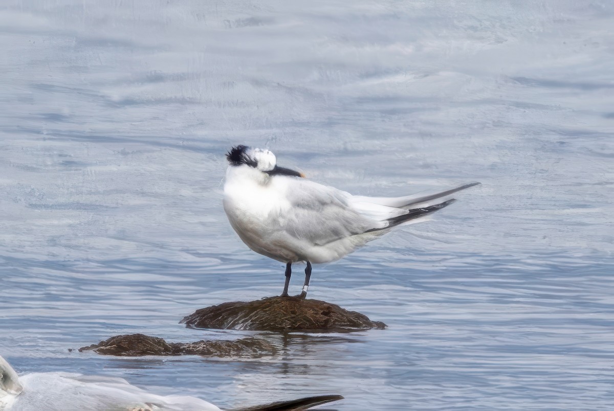 Sandwich Tern - ML641510659