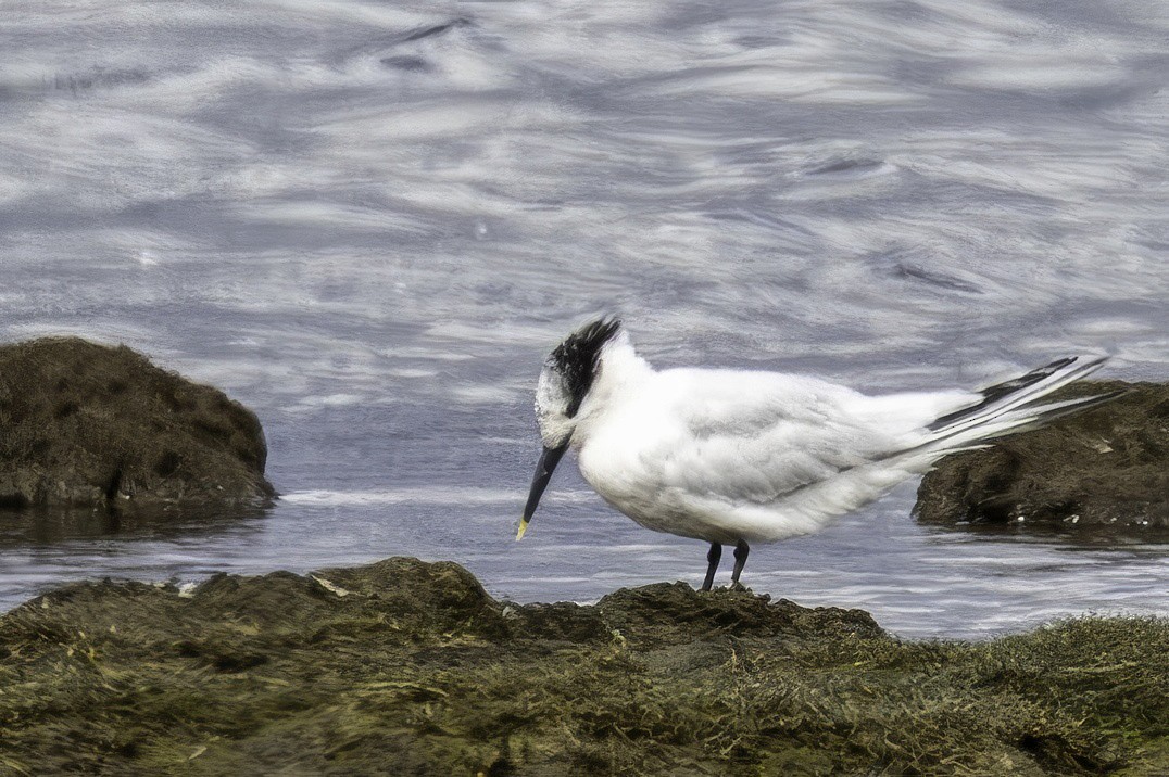 Sandwich Tern - ML641510674