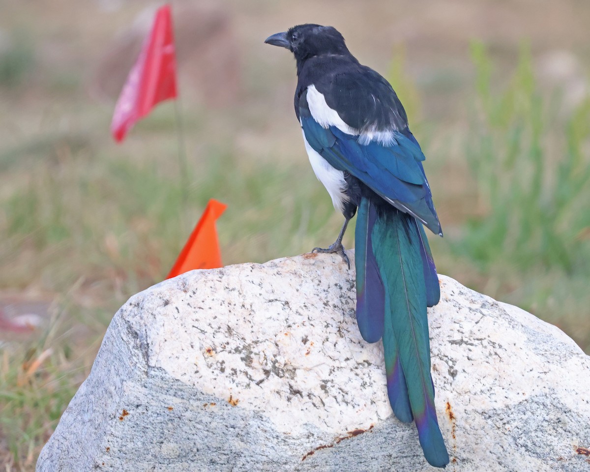 Black-billed Magpie - ML641510702