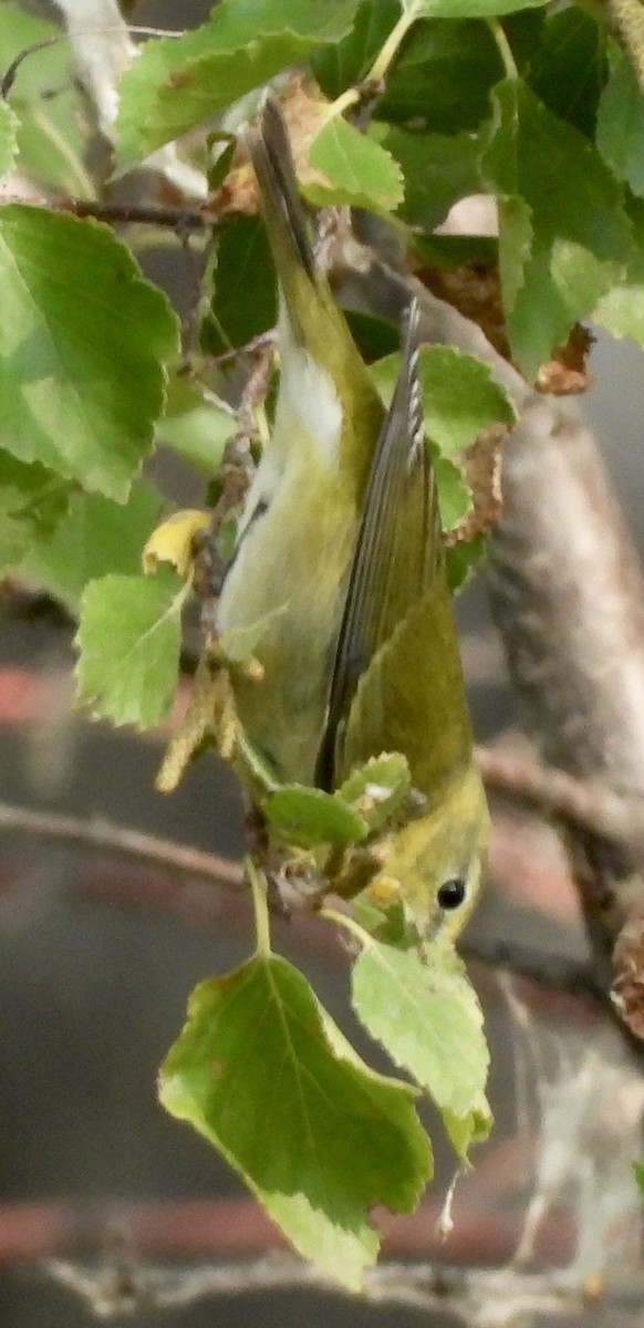Tennessee Warbler - ML641510705
