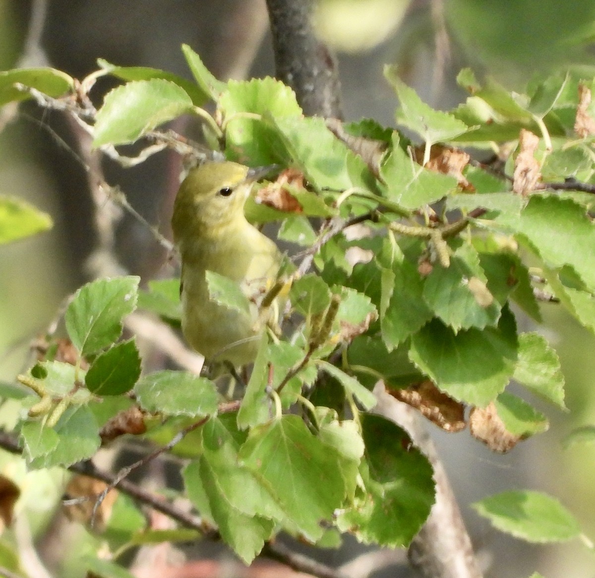 Tennessee Warbler - ML641510706