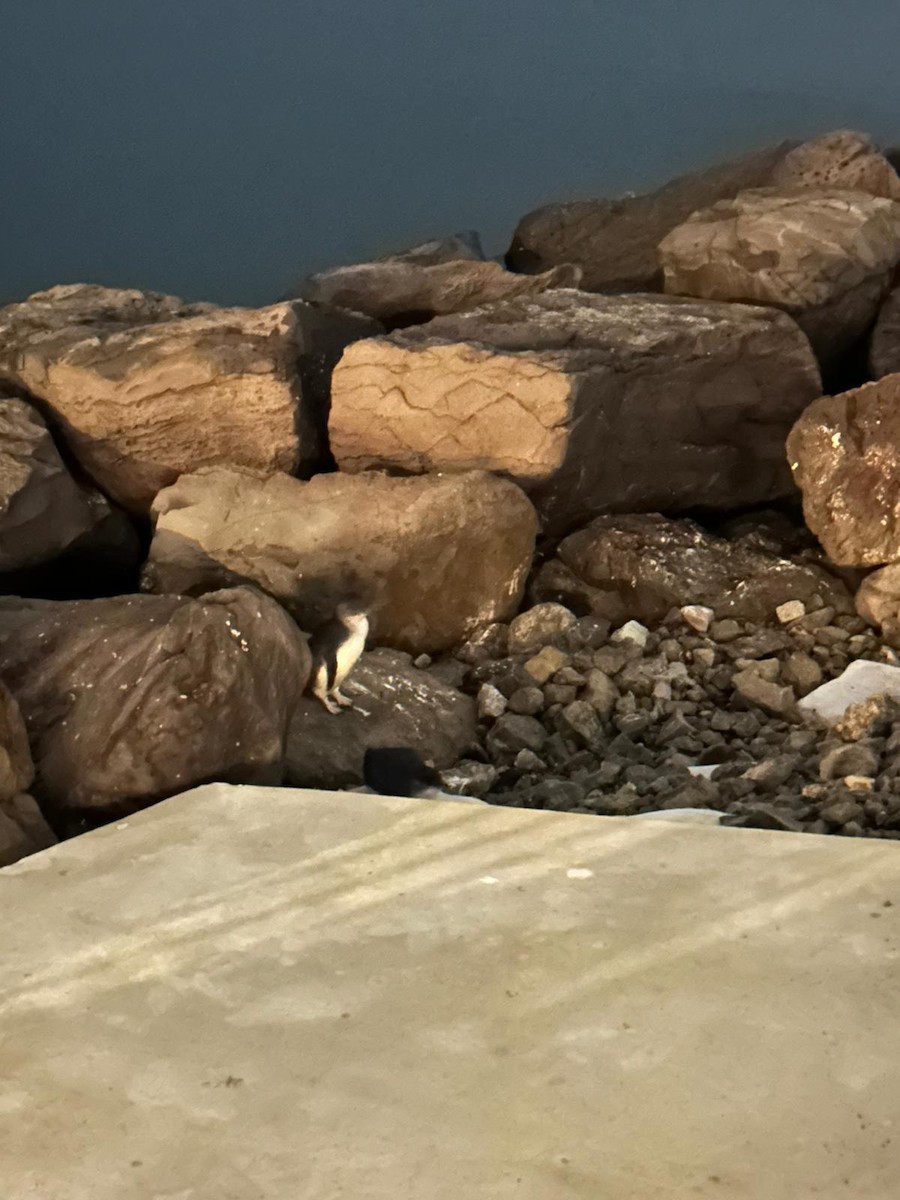 コビトペンギン - ML641510730