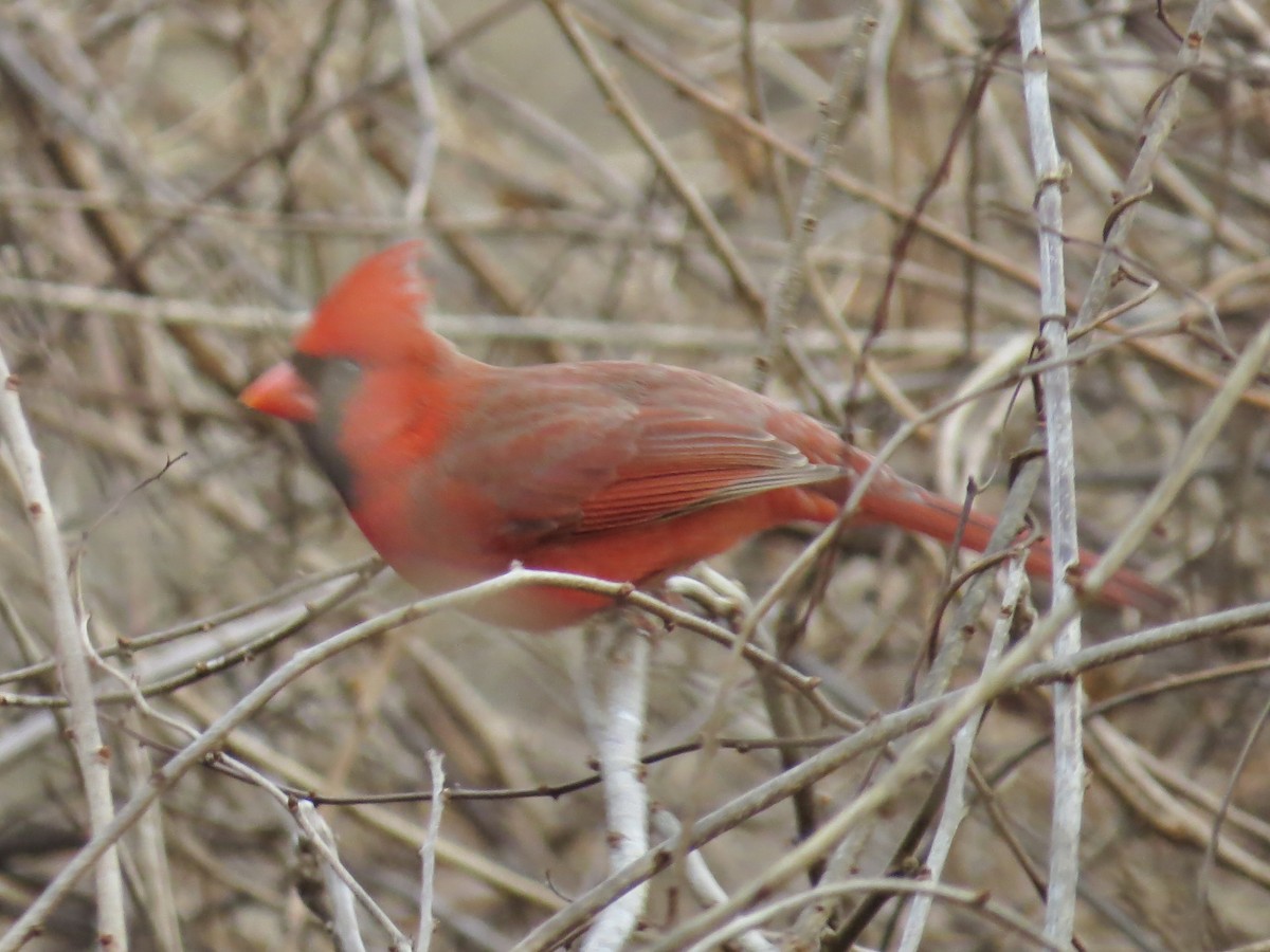 Cardenal Norteño - ML641510733