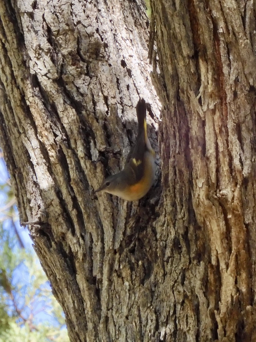American Redstart - ML641510742