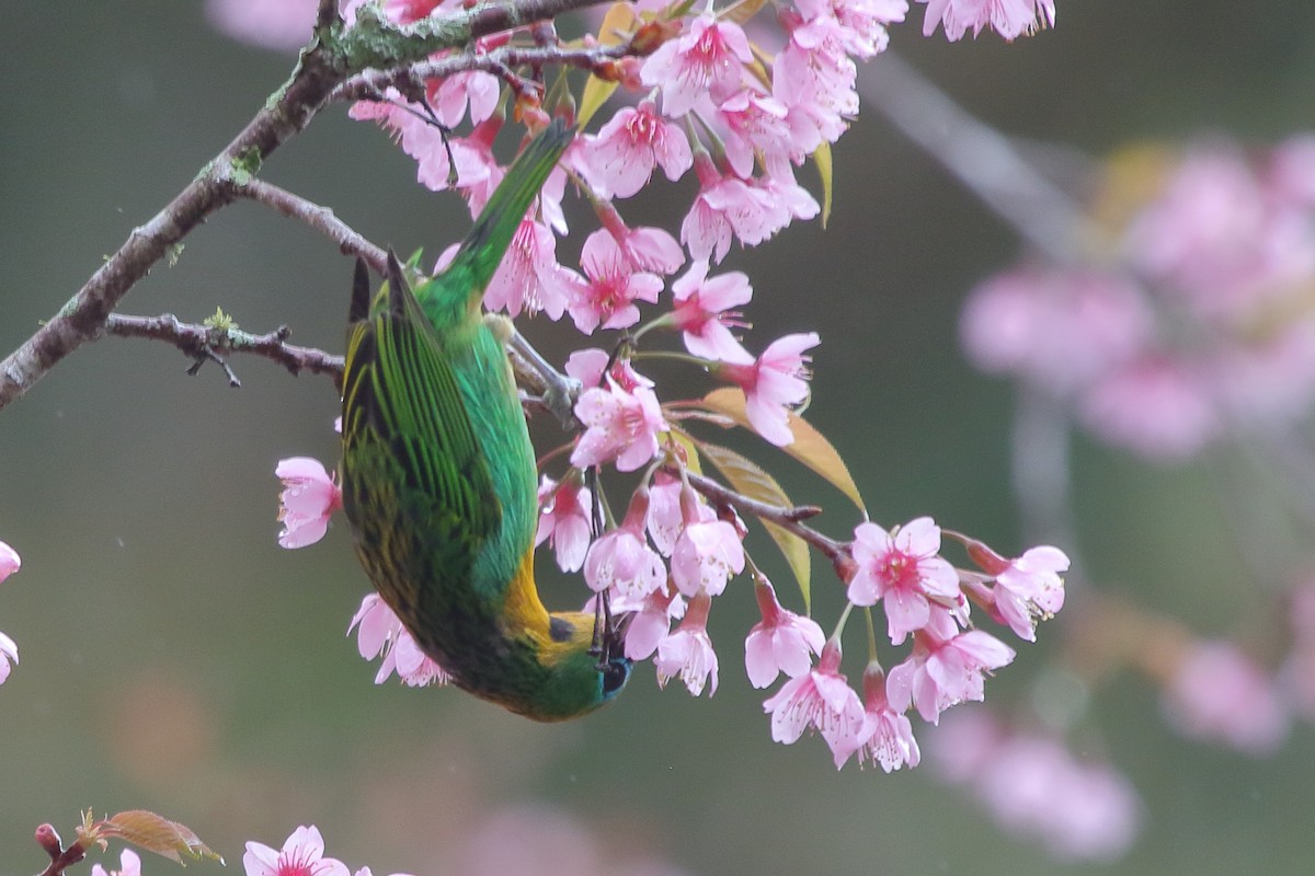 Brassy-breasted Tanager - ML641510754