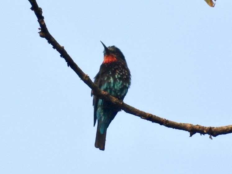 Black Bee-eater - ML641510776