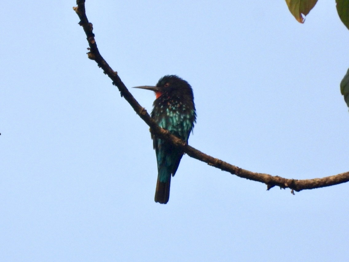 Black Bee-eater - ML641510777