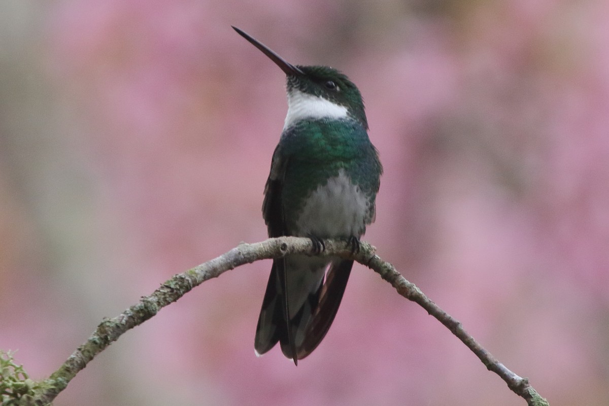 White-throated Hummingbird - ML641510796