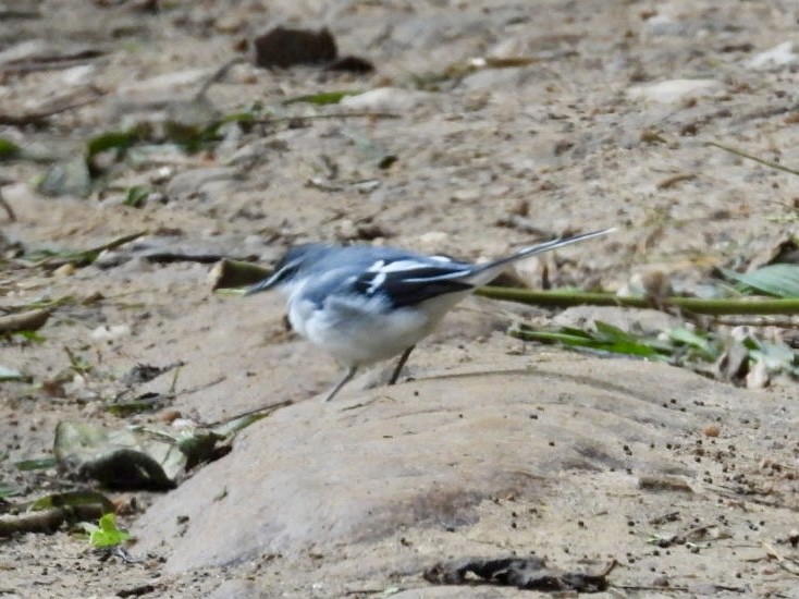 Mountain Wagtail - ML641510809