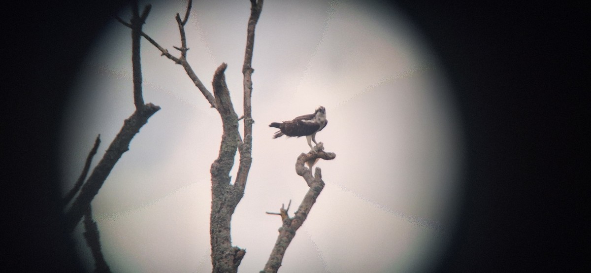 Osprey - ML641510848