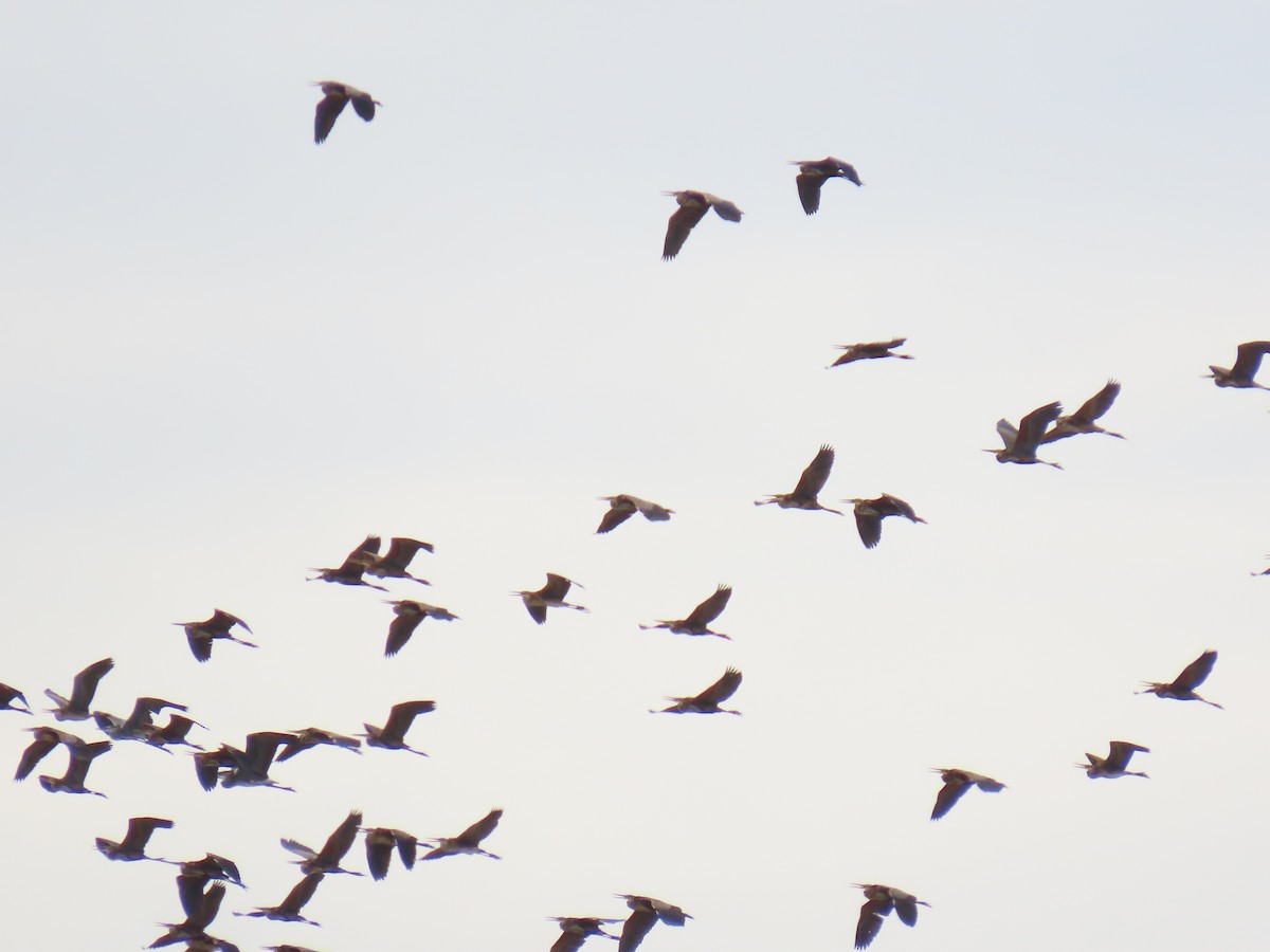 Зээрд дэглий - ML641510849