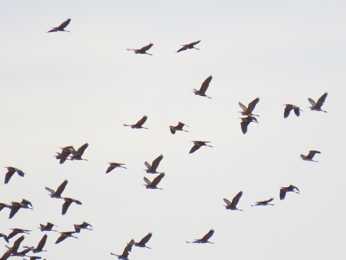 Зээрд дэглий - ML641510850