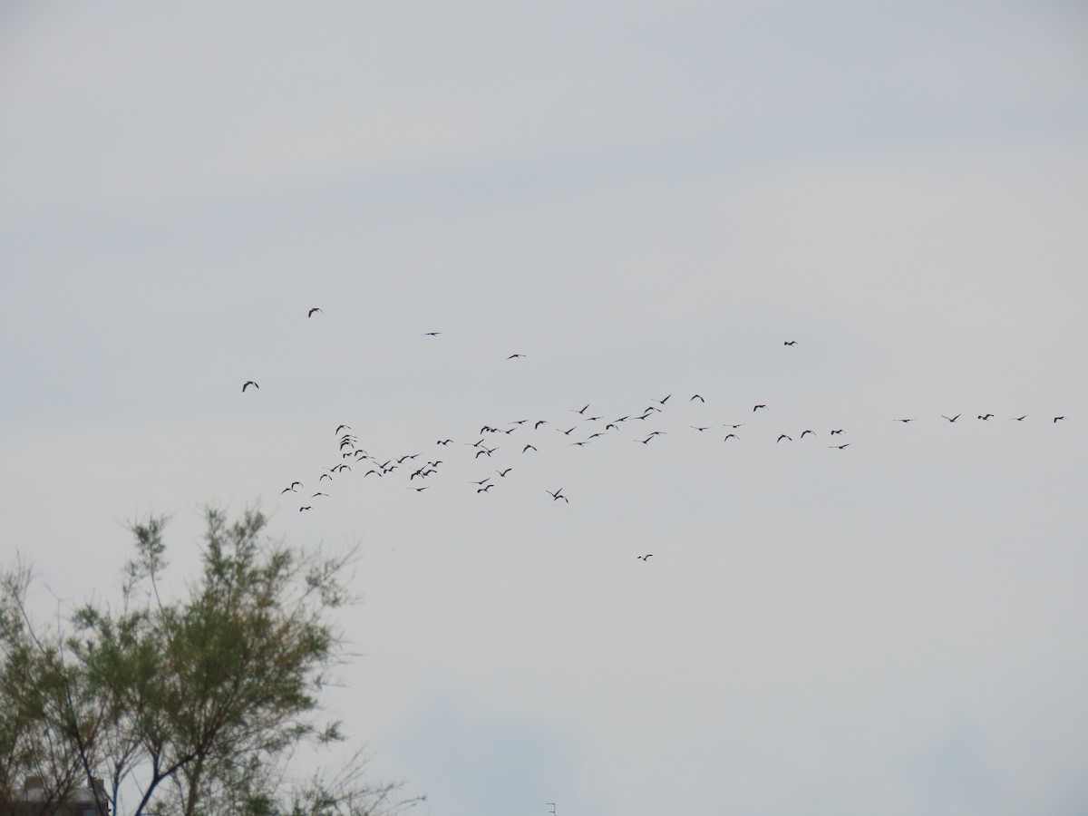 Зээрд дэглий - ML641510851