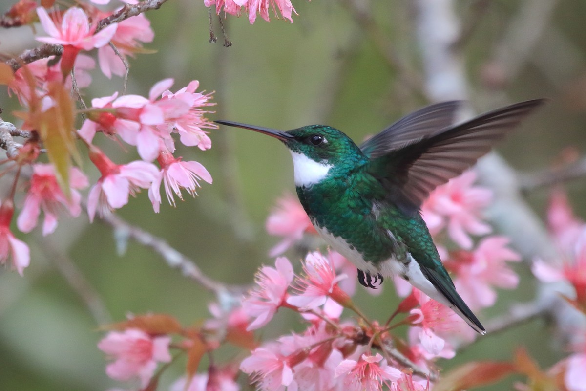 White-throated Hummingbird - ML641510876