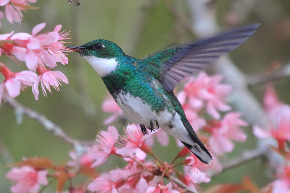 White-throated Hummingbird - ML641510877