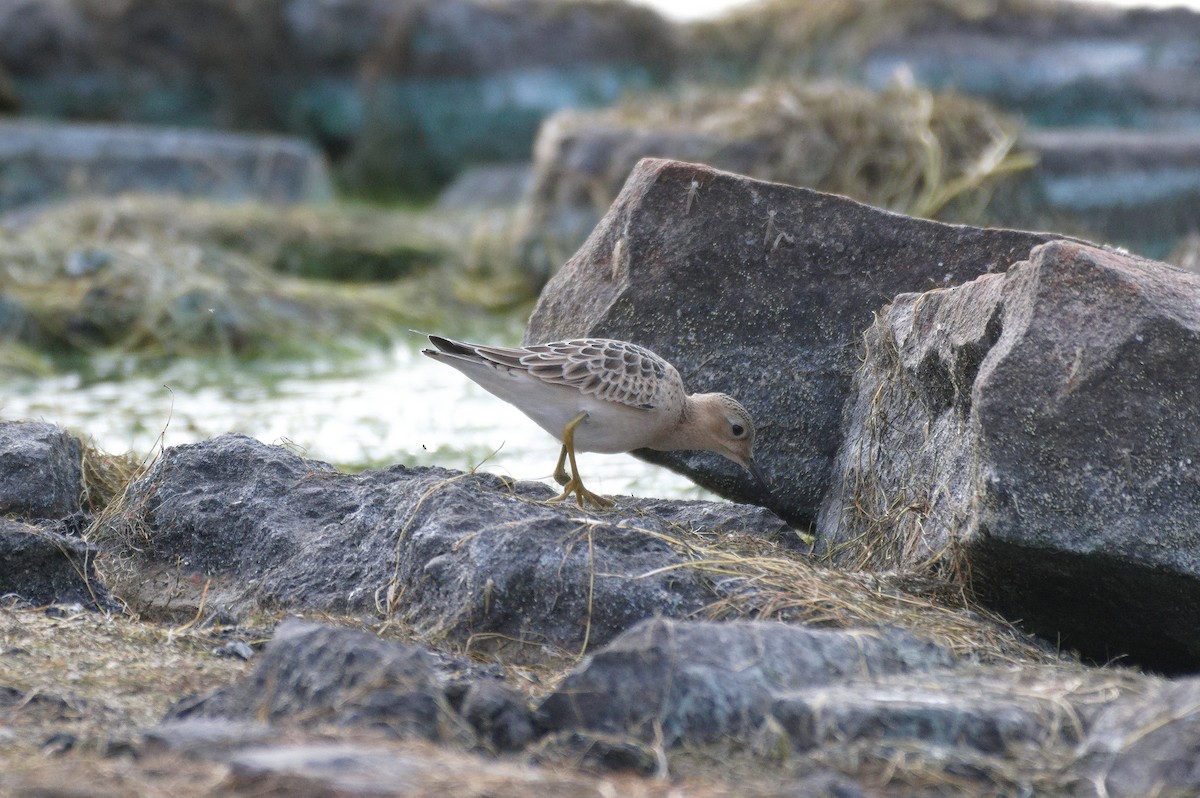 Buff-breasted Sandpiper - ML641510878