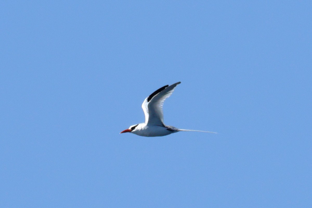 Red-billed Tropicbird - ML641510886