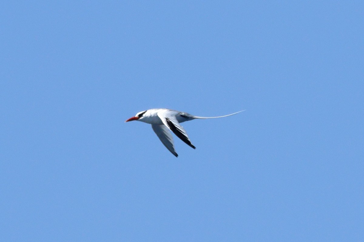 Red-billed Tropicbird - ML641510890