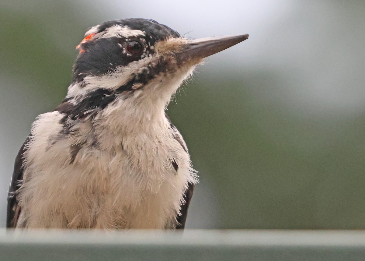 strakapoud americký (ssp. orius/icastus) - ML641510891