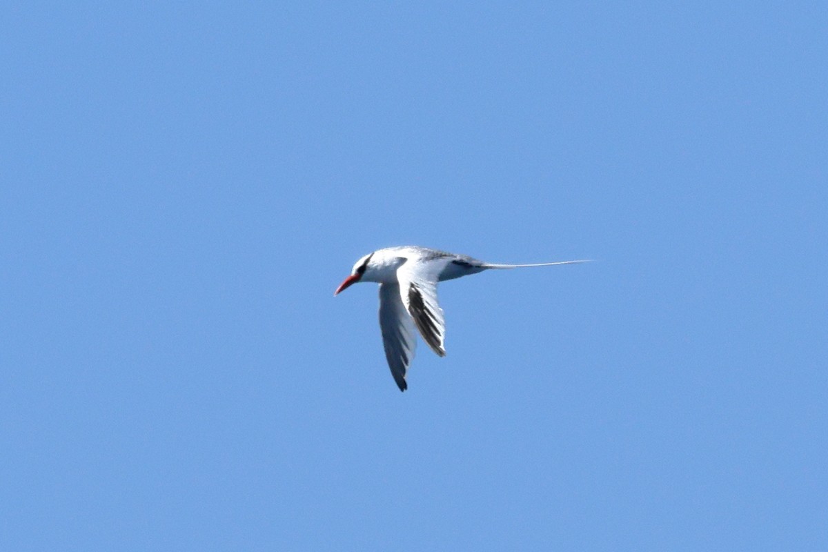 Red-billed Tropicbird - ML641510903