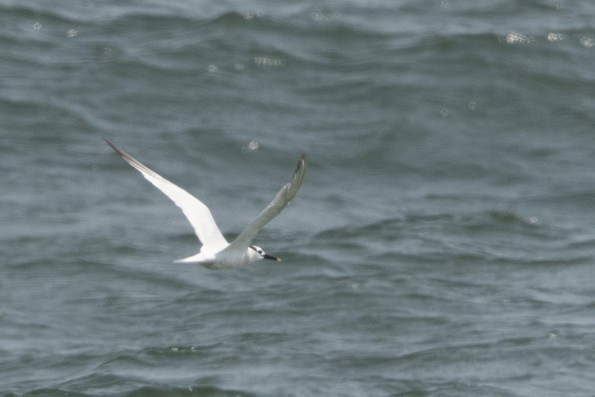 Sandwich Tern - ML641510917