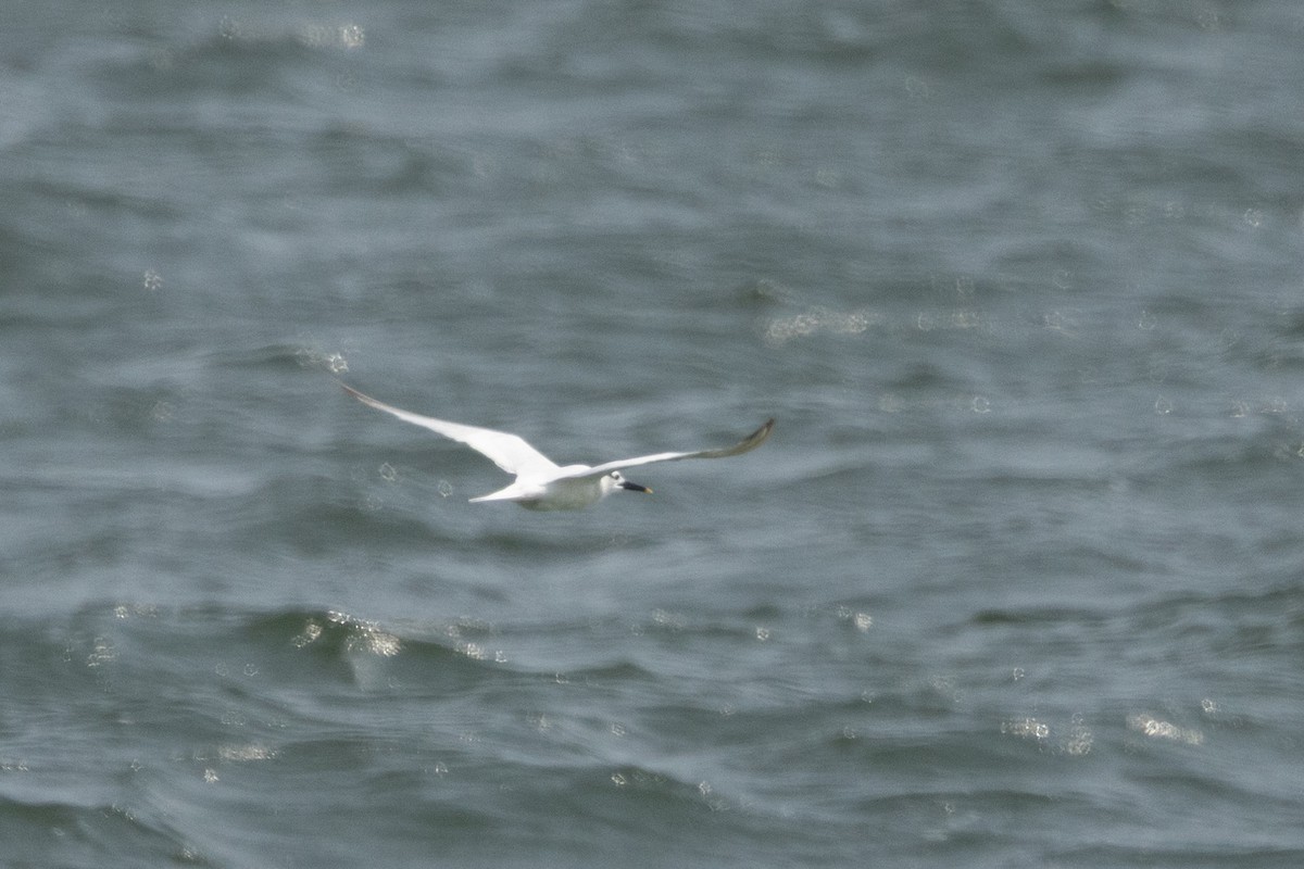 Sandwich Tern - ML641510919