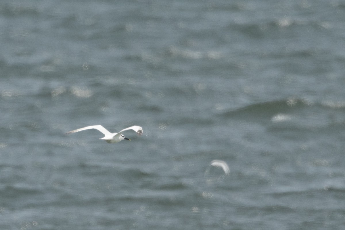 Sandwich Tern - ML641510920