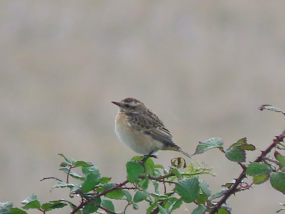 Whinchat - ML641510951