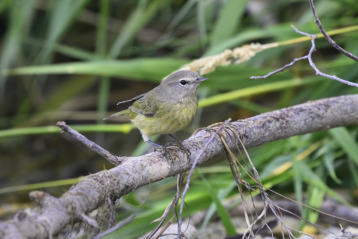 Orange-crowned Warbler - ML641510954