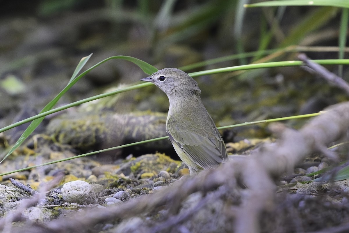 Orange-crowned Warbler - ML641510955