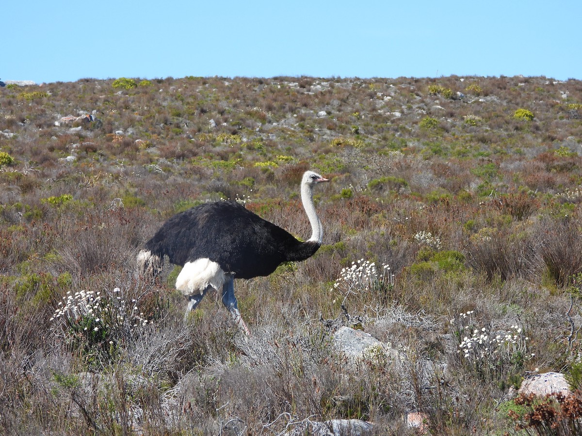 ダチョウ - ML641510963