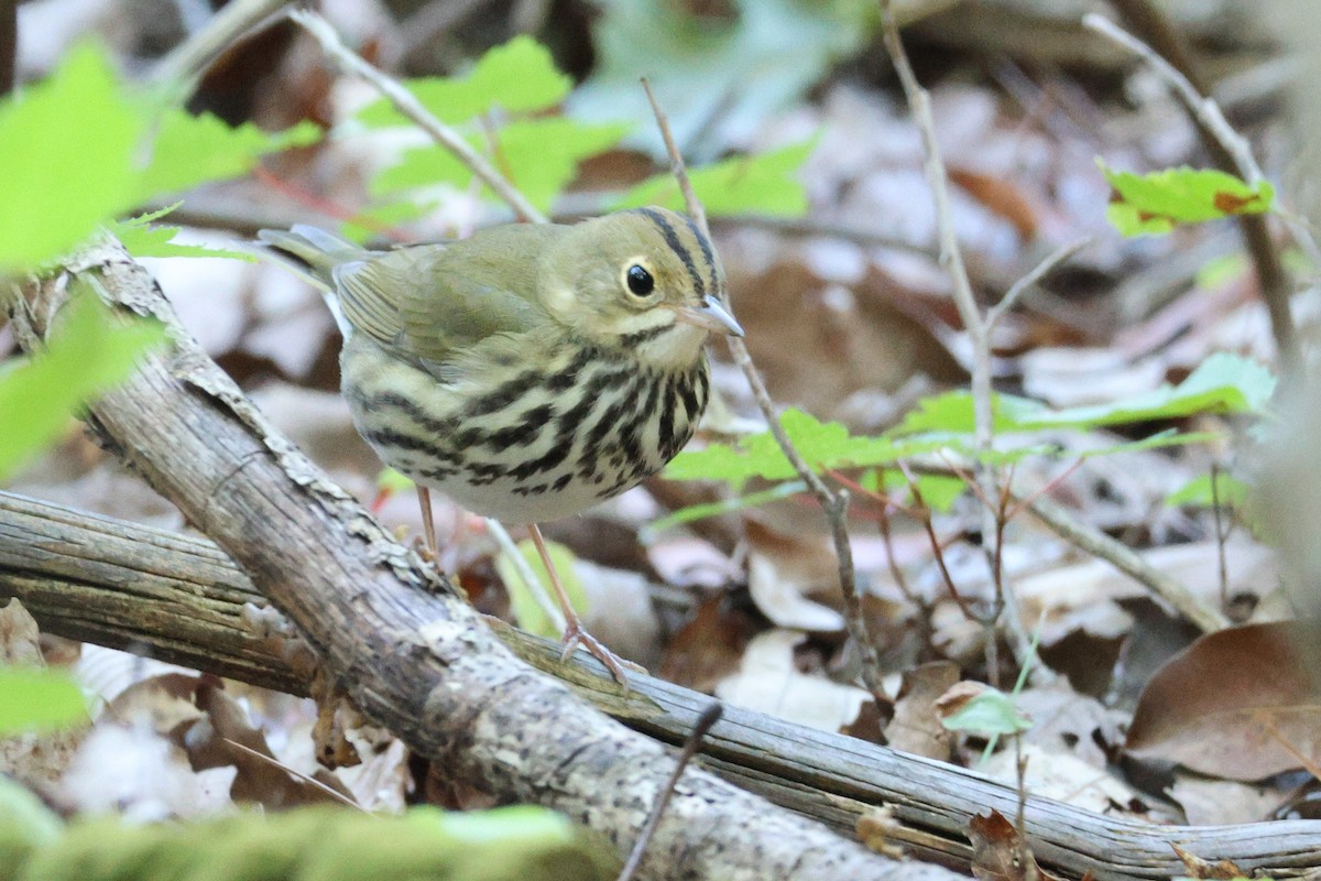 Ovenbird - ML641511038