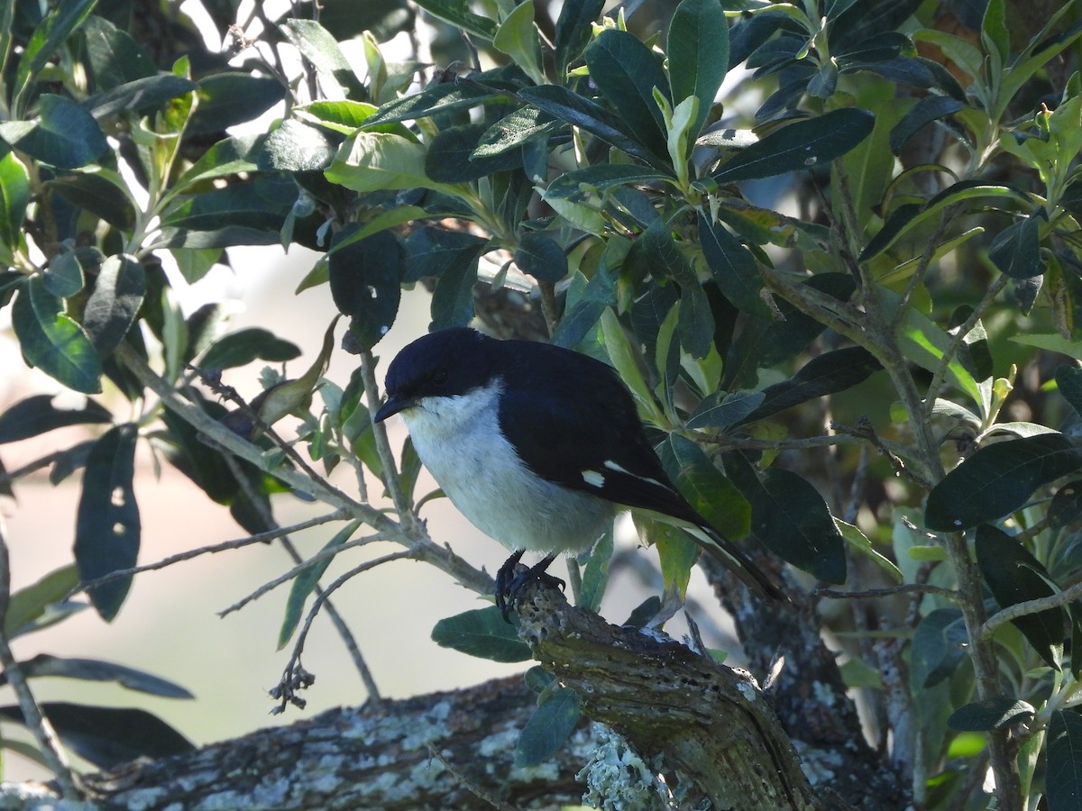Fiscal Flycatcher - ML641511056